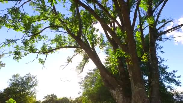 Coroas Árvores Com Folhas Dia Ensolarado — Vídeo de Stock