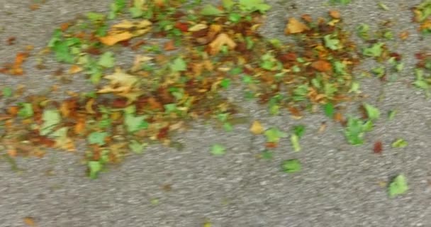 秋天的落叶 在路上 — 图库视频影像