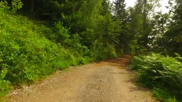 Caminhando Caminho Floresta Outono — Vídeo de Stock