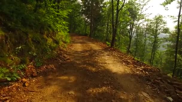 Caminhando Caminho Floresta Outono — Vídeo de Stock