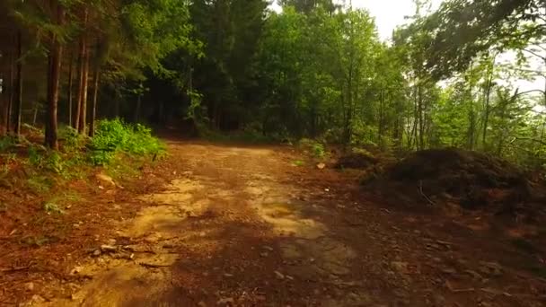 Прогулка Тропинке Осеннем Лесу — стоковое видео