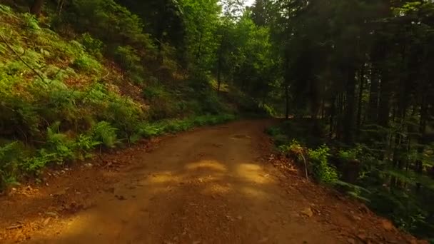 Прогулка Тропинке Осеннем Лесу — стоковое видео