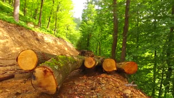 Logs Forest Prepared Transport Close Logs Some Forest Still Summer — Wideo stockowe