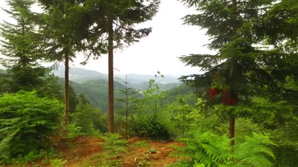 Pequenos Troncos Galhos Caídos Floresta Verão — Vídeo de Stock