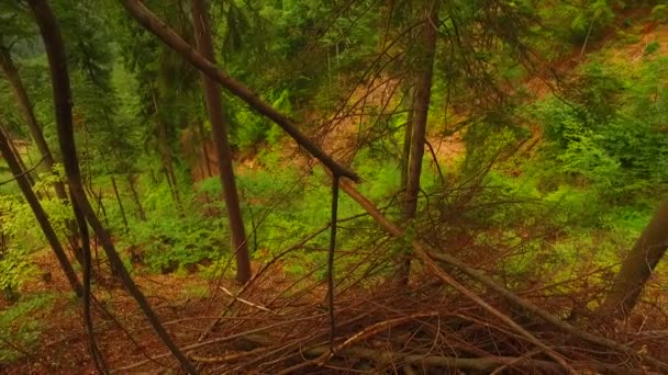 Падшие Маленькие Стволы Ветви Летнем Лесу — стоковое видео