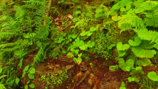 Fallen Small Trunks Branches Summer Forest — Stok video