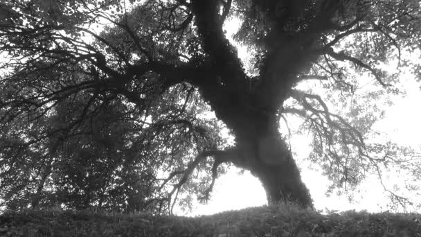 在阳光明媚的日子 树冠上长满了叶子 — 图库视频影像