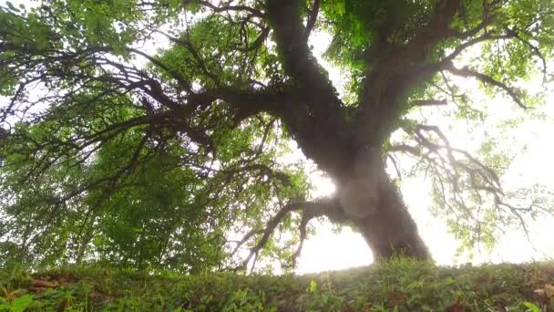 Mahkota Pohon Dengan Daun Hari Yang Cerah — Stok Video