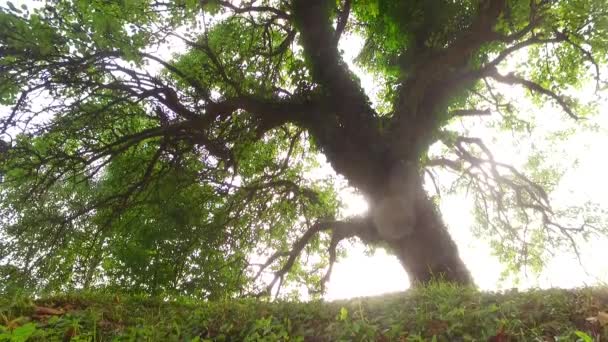 Couronnes Arbres Avec Des Feuilles Dans Journée Ensoleillée — Video