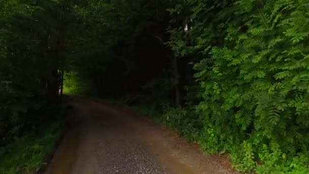 Zweige Und Blätter Des Frühlingswaldes — Stockvideo