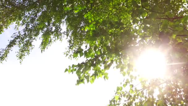 Короны Деревьев Листьями Солнечный День — стоковое видео