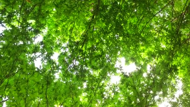 Kronen Von Bäumen Mit Blättern Sonnigen Tagen — Stockvideo