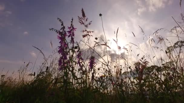 Beautiful Pink Flower Grass Summer Pasture Green Brown Grass Just — Videoclip de stoc