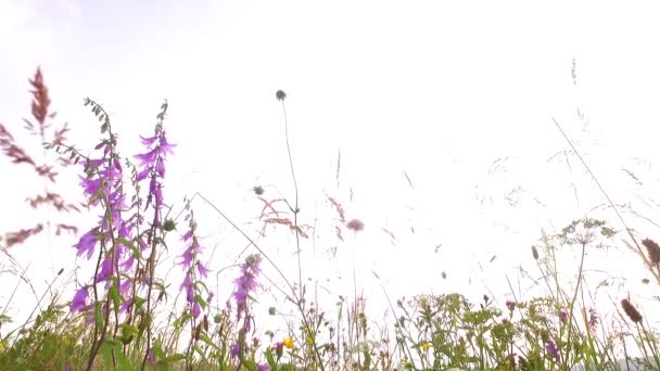 Schönes Rosafarbenes Blumengras Auf Der Sommerweide Mit Grünem Und Braunem — Stockvideo