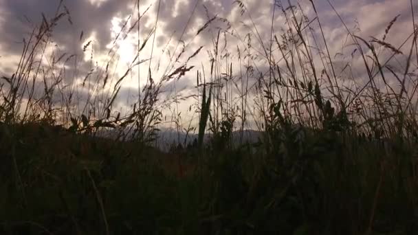 Hermosa Hierba Pasto Verano Con Hierba Verde Marrón Listo Para — Vídeo de stock