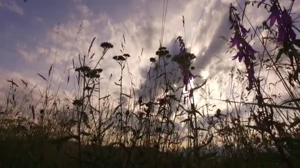 Beautiful Pink Flower Grass Summer Pasture Green Brown Grass Just — Video