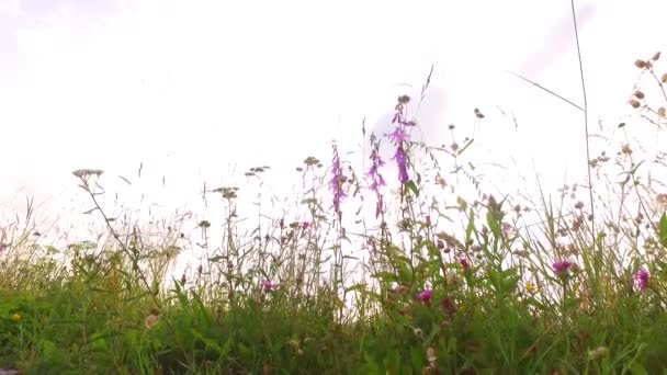 Beautiful Pink Flower Grass Summer Pasture Green Brown Grass Just — Stockvideo