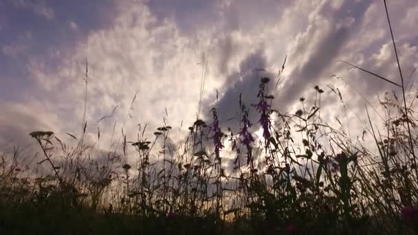 Linda Flor Grama Rosa Pasto Verão Com Grama Verde Marrom — Vídeo de Stock