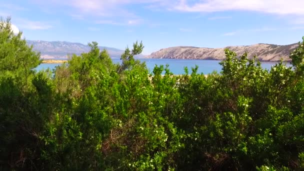 Vives Couronnes Jeunes Arbres Agréable Soleil Venant Travers Une Vue — Video