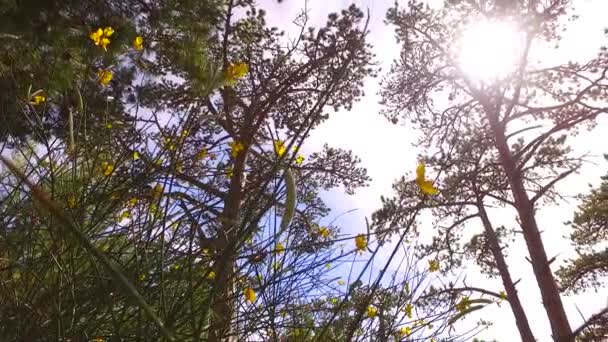 Яскраві Корони Молодих Дерев Приємне Сонце Проходить Крізь Вид Землі — стокове відео