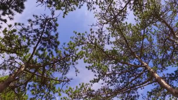 Vivívidas Coroas Árvores Jovens Sol Agradável Que Atravessa Uma Vista — Vídeo de Stock