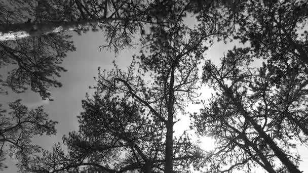 Observando Coronas Árboles Jóvenes Parque Colores Blanco Negro Primavera Agradable — Vídeo de stock