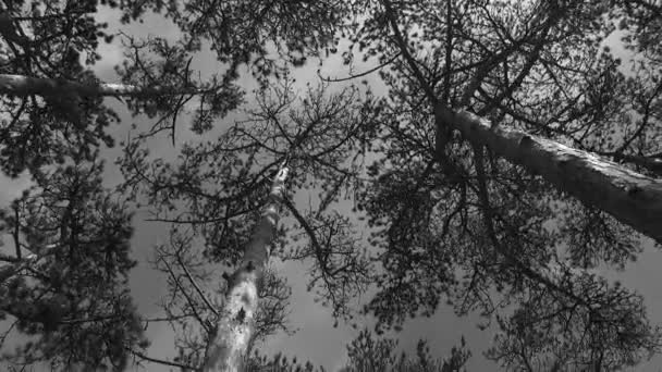 Observing Young Tree Crowns Park Black White Colors Spring Time — Video Stock