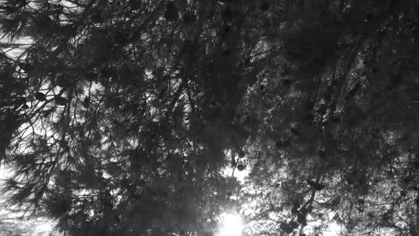 Observing Young Tree Crowns Park Black White Colors Spring Time — Vídeo de Stock