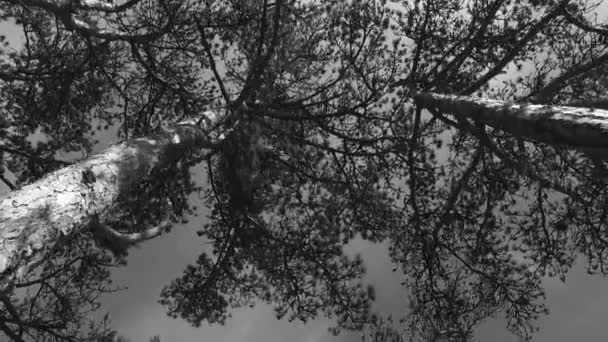 Observing Young Tree Crowns Park Black White Colors Spring Time — Stockvideo