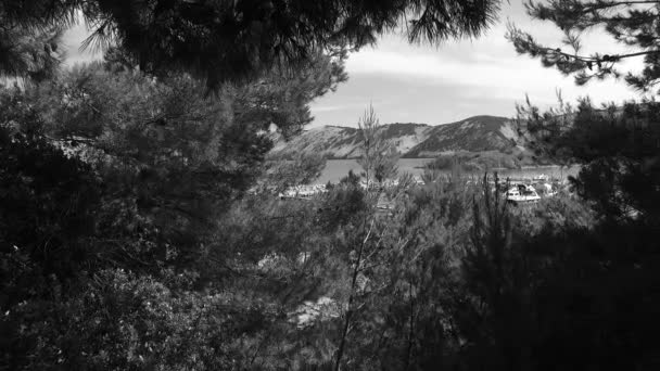 Observing Young Tree Crowns Park Black White Colors Spring Time — Vídeo de Stock