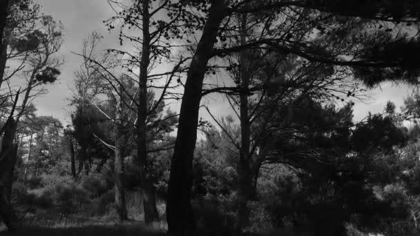 Observing Young Tree Crowns Park Black White Colors Spring Time — Vídeo de Stock