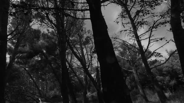 Observing Young Tree Crowns Park Black White Colors Spring Time — Stockvideo