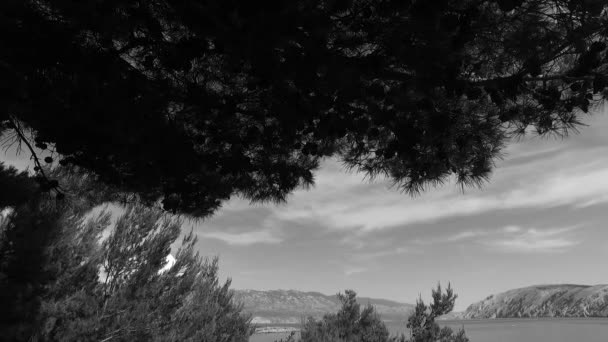 Observando Jovens Árvores Coroas Parque Cores Preto Branco Hora Primavera — Vídeo de Stock
