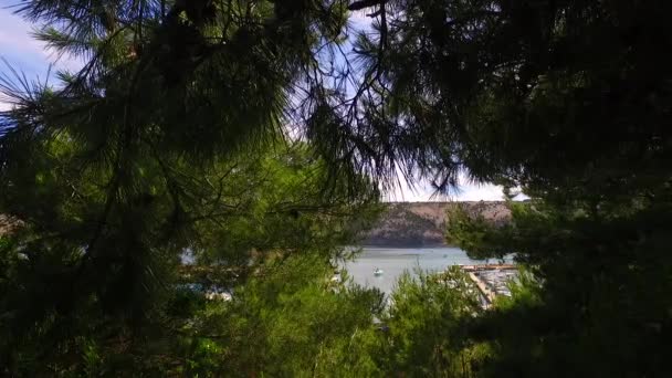 Vivívidas Coroas Árvores Jovens Sol Agradável Que Atravessa Uma Vista — Vídeo de Stock