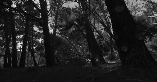 观察年轻时 树冠在公园里黑白相间 春天的时候快乐的太阳 — 图库视频影像