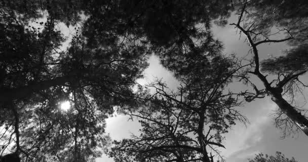 Observando Jovens Árvores Coroas Parque Cores Preto Branco Hora Primavera — Vídeo de Stock