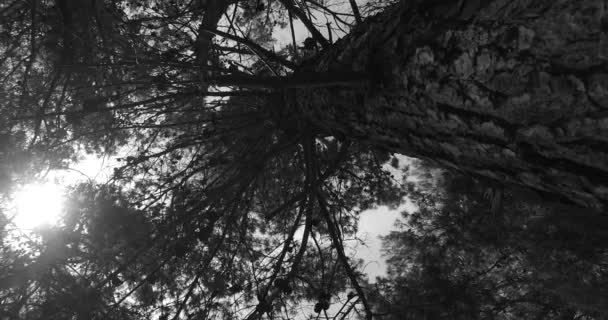 观察年轻时 树冠在公园里黑白相间 春天的时候快乐的太阳 — 图库视频影像