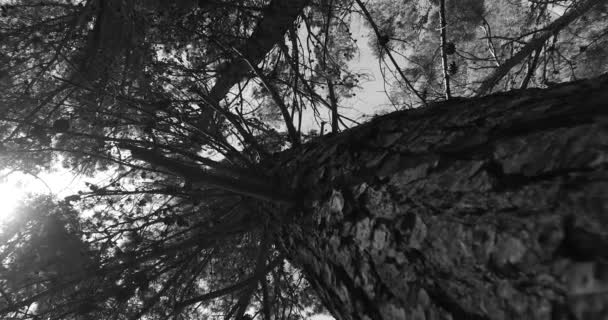 Observing Young Tree Crowns Park Black White Colors Spring Time — Video