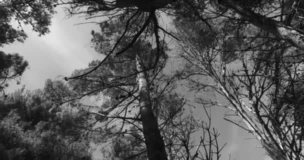 Observando Coronas Árboles Jóvenes Parque Colores Blanco Negro Primavera Agradable — Vídeos de Stock