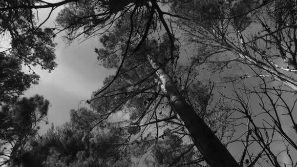 Observando Jovens Árvores Coroas Parque Cores Preto Branco Hora Primavera — Vídeo de Stock