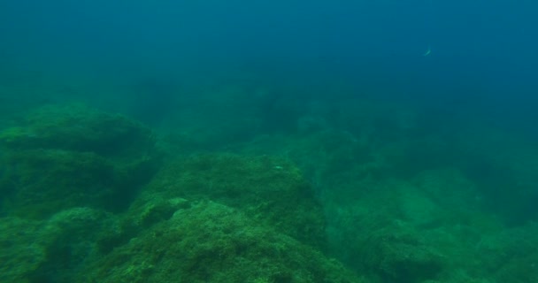 海の下で観察 特別カタマランからの観察 — ストック動画