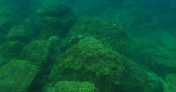 Obserwuję Pod Wodą Obserwacja Strony Specjalnego Katamaranu — Wideo stockowe