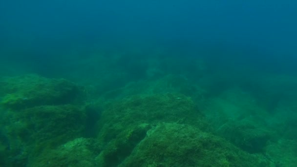 Beobachten Unter Wasser Beobachten Vom Speziellen Katamaran Aus — Stockvideo