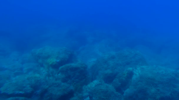 Observando Bajo Mar Observación Desde Catamarán Especial — Vídeos de Stock