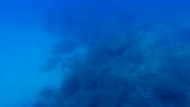 海の下で観察 特別カタマランからの観察 — ストック動画