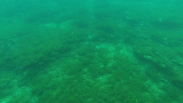 Beobachten Unter Wasser Beobachten Vom Speziellen Katamaran Aus — Stockvideo