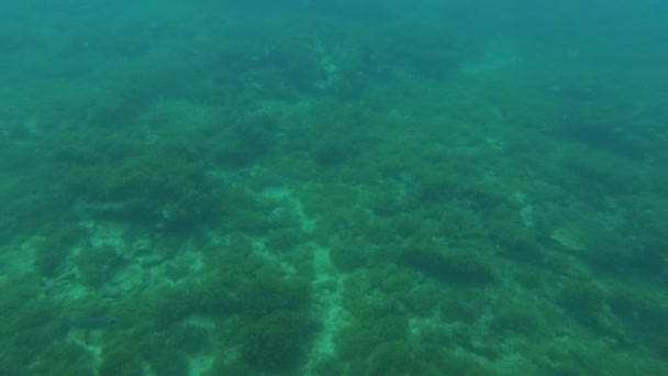 Beobachten Unter Wasser Beobachten Vom Speziellen Katamaran Aus — Stockvideo