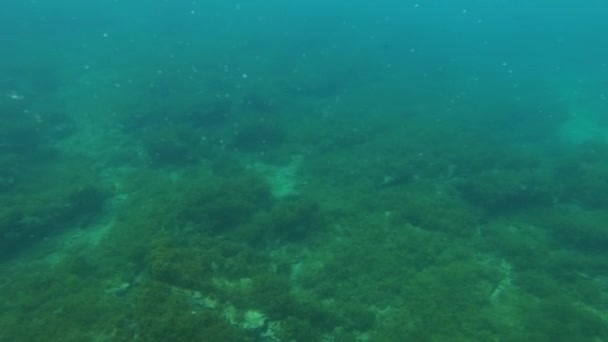 Observando Bajo Mar Observación Desde Catamarán Especial — Vídeo de stock