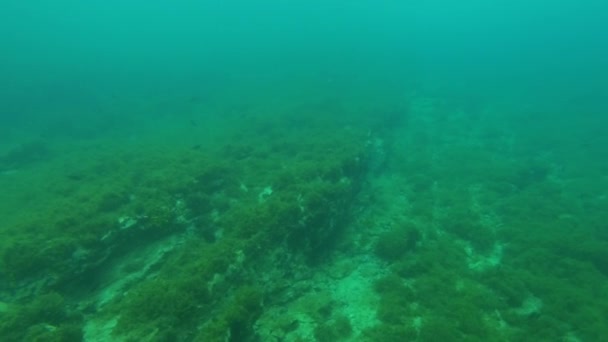 Beobachten Unter Wasser Beobachten Vom Speziellen Katamaran Aus — Stockvideo