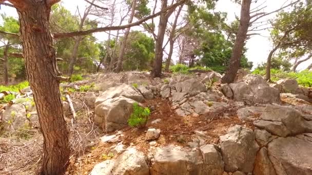 Гілки Листя Весняного Лісу — стокове відео